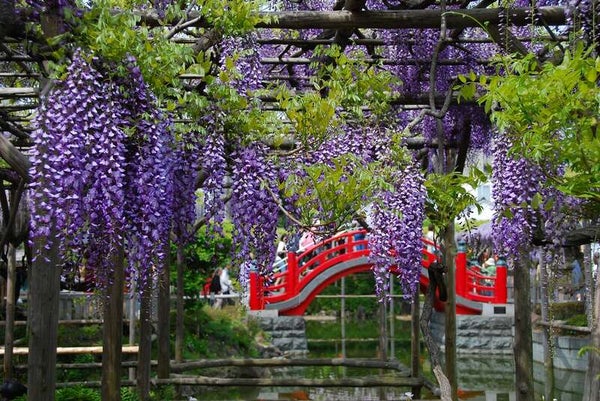 【群馬県内発】 ホテル最上階本格和食ビュッフェと根津神社のツツジ・亀戸天神社の藤・西新井大師のボタン お江戸花3景めぐり 日帰り2